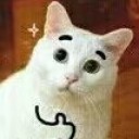 老猫